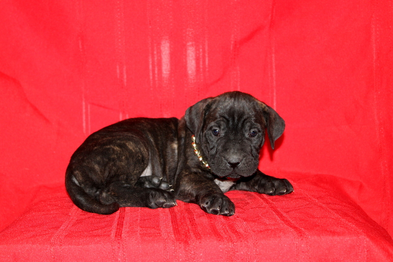 puppy, for, sale, Cane Corso, Matthew B. Stoltzfus, dog, breeder, Gap, PA, dog-breeder, puppy-for-sale, forsale, nearby, find, puppyfind, locator, puppylocator, aca